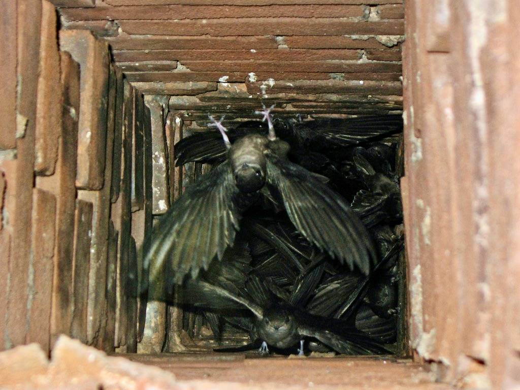 Chimney Swifts by Greg Schechter is licensed under CC BY 2.0